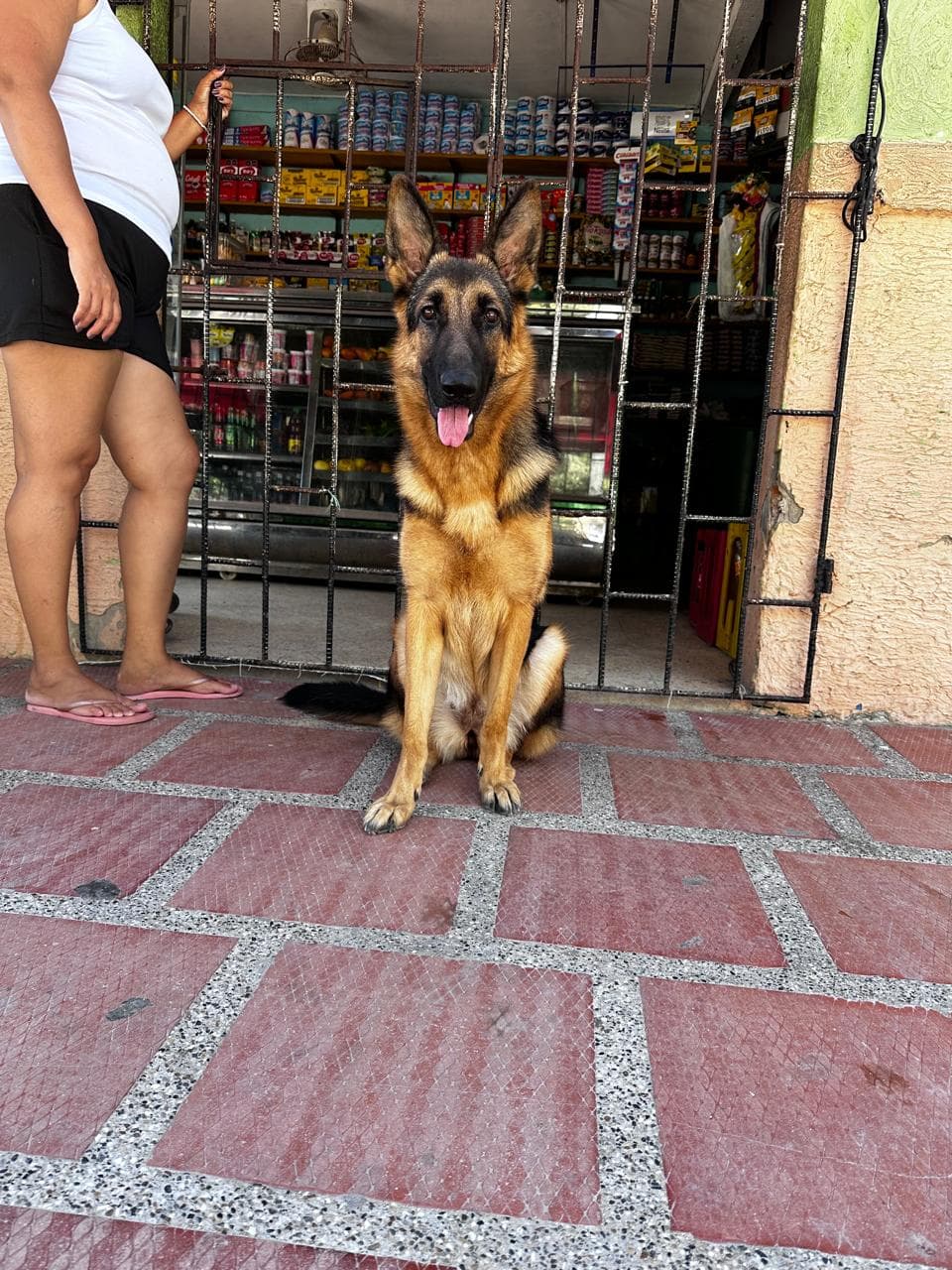 Channel de Pastor Alemán