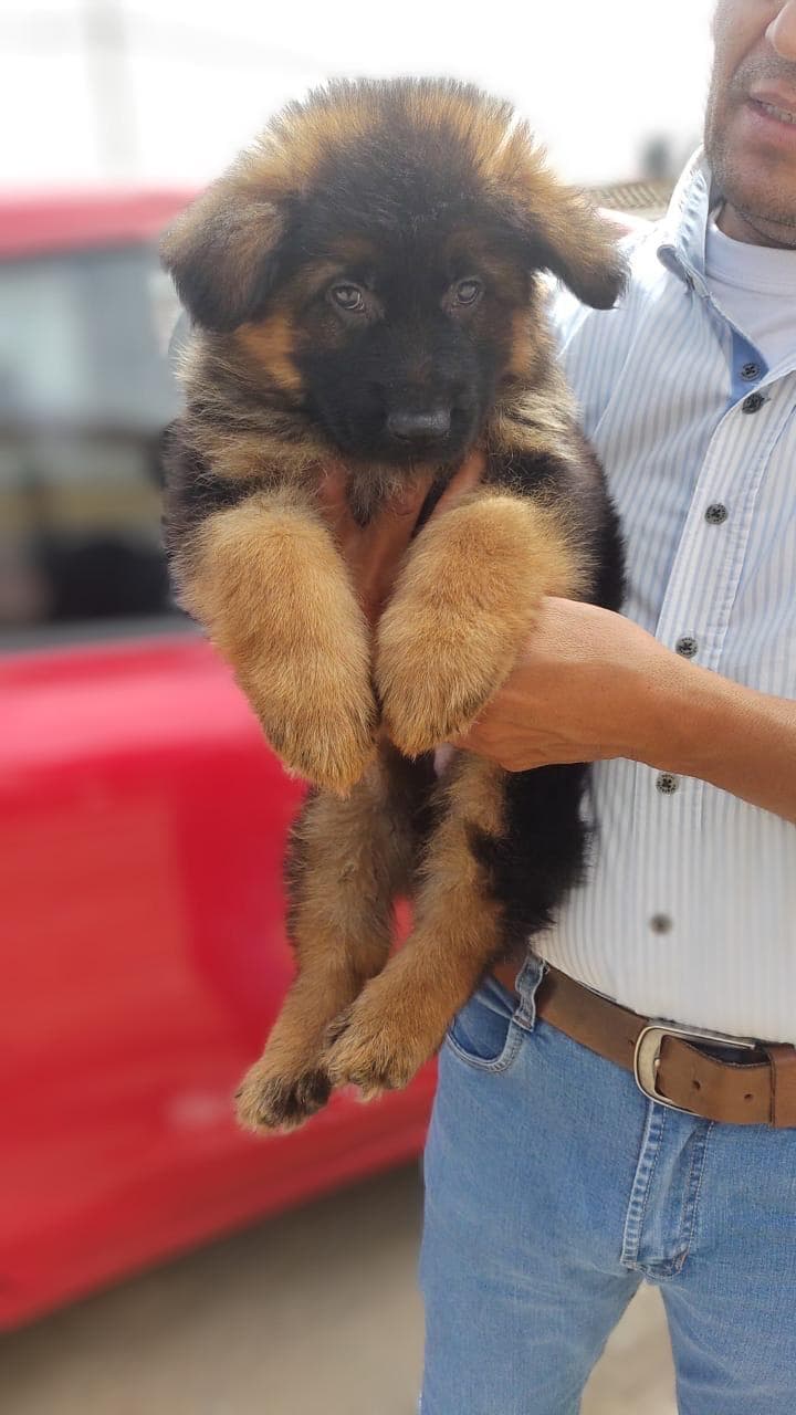 Máximo de Pastor Alemán