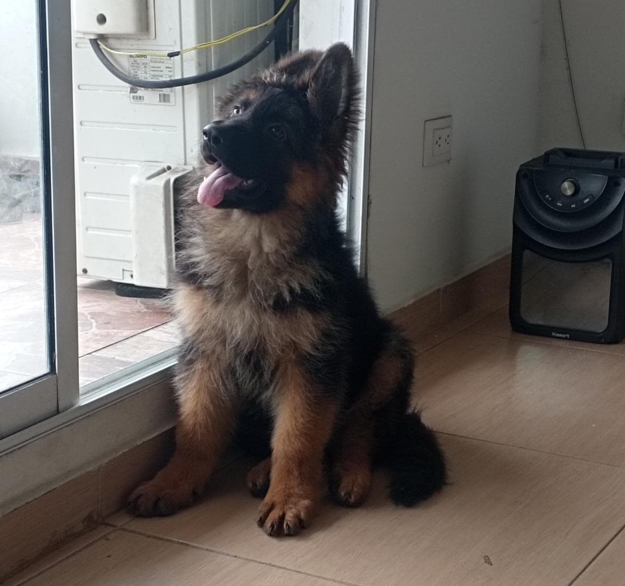 Máximo de Pastor Alemán