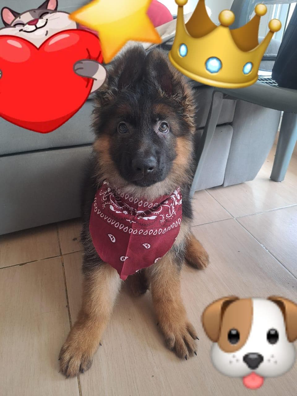 Máximo de Pastor Alemán