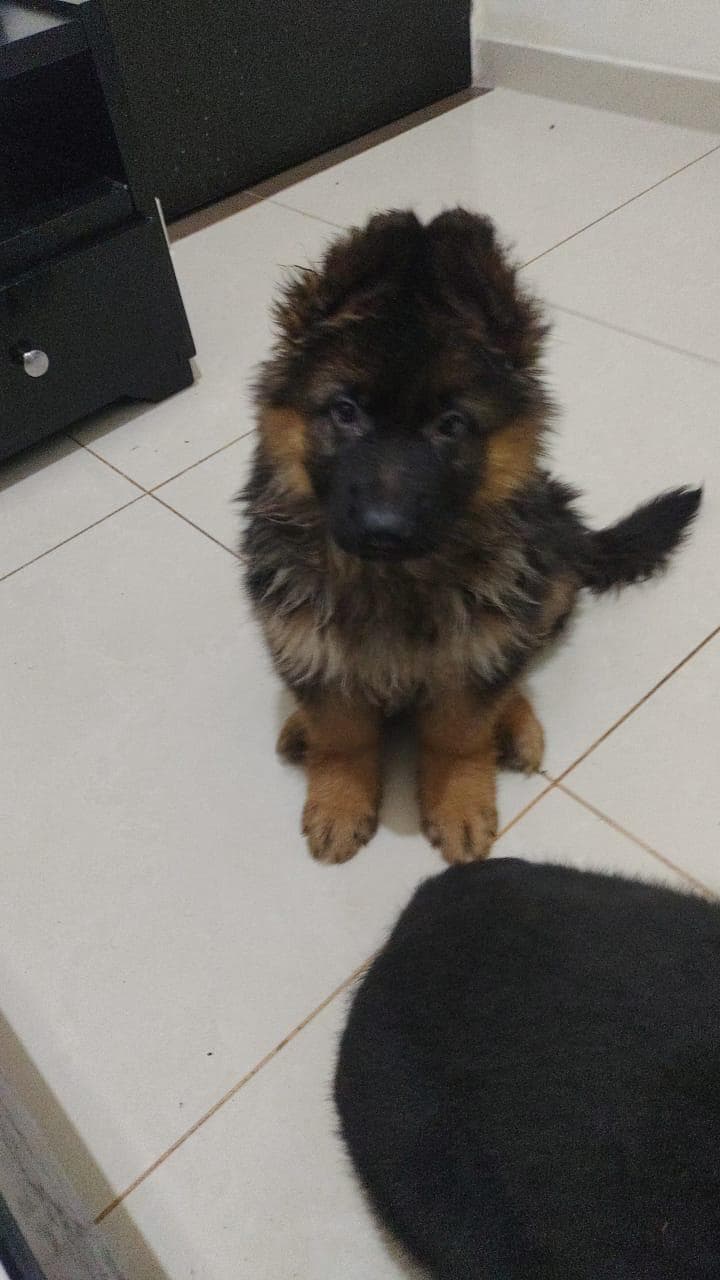 Máximo de Pastor Alemán